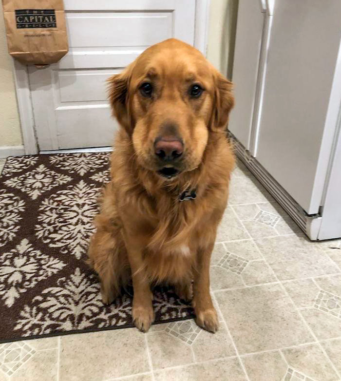 Hello Police? I Need To Report A Bagel Thief. I Caught Him Red-Hounded