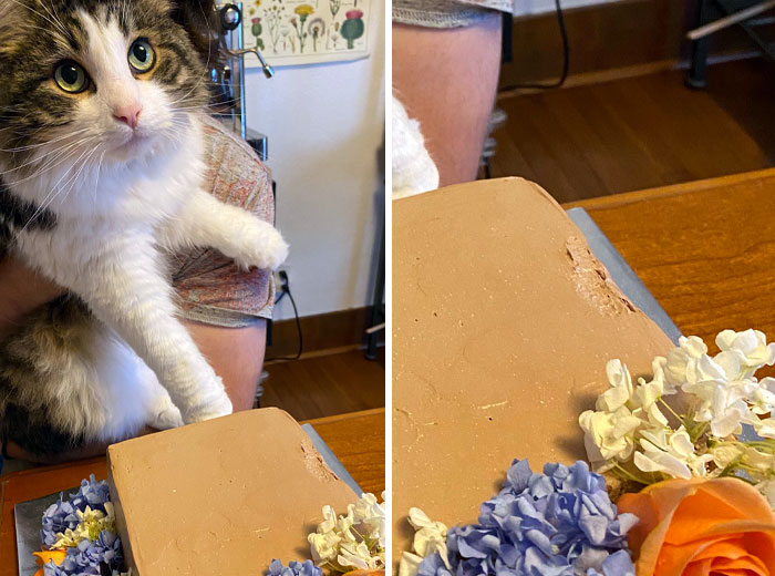 We Had Our Wedding Cake Remade For Our 5th Anniversary And This Jerk Took The First Bite