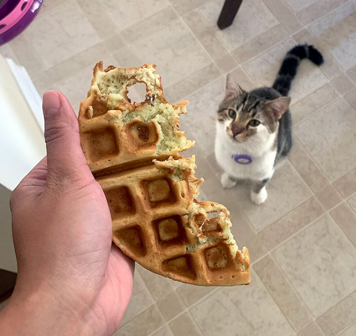 "Human, I’ve Done Things, Waffle Things"