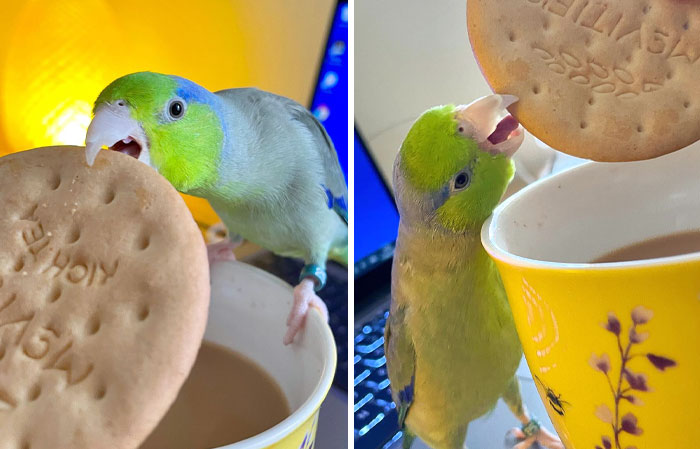 "Hello, This Is My Biscuit. I Do A Sneak With Giraffe Neck And Captivate Hooman With My Cuteness. Then Steal"