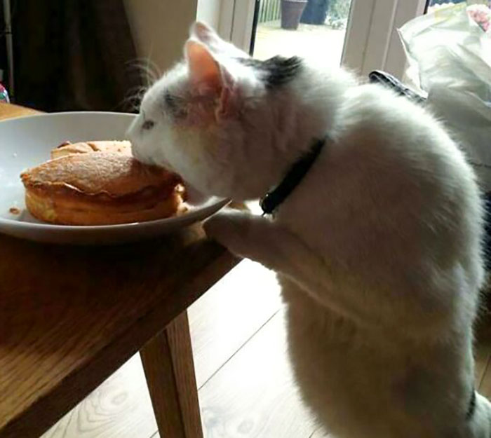 My Cat Stealing A Cake