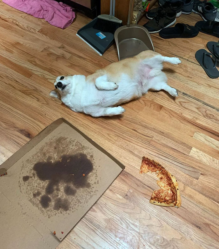 I Came Home To This Little Bastard Bloated Because He Ate 3/4 Of A Costco Pizza By Knocking It Off The Counter