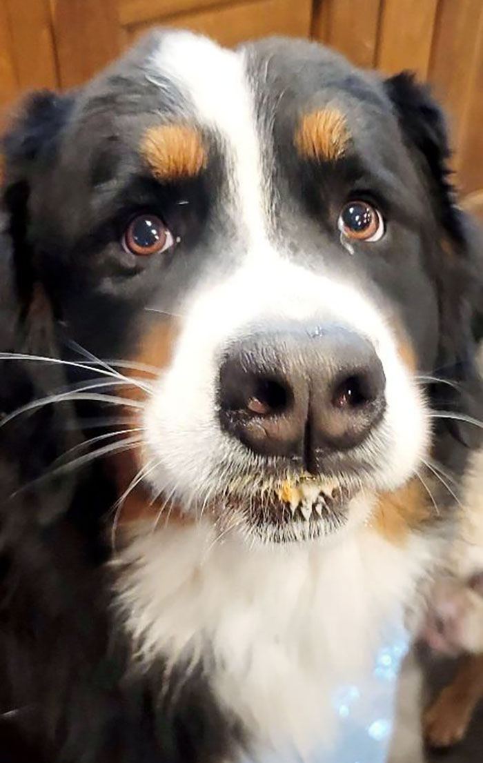 This Is How Watson Begs For More Peanut Butter