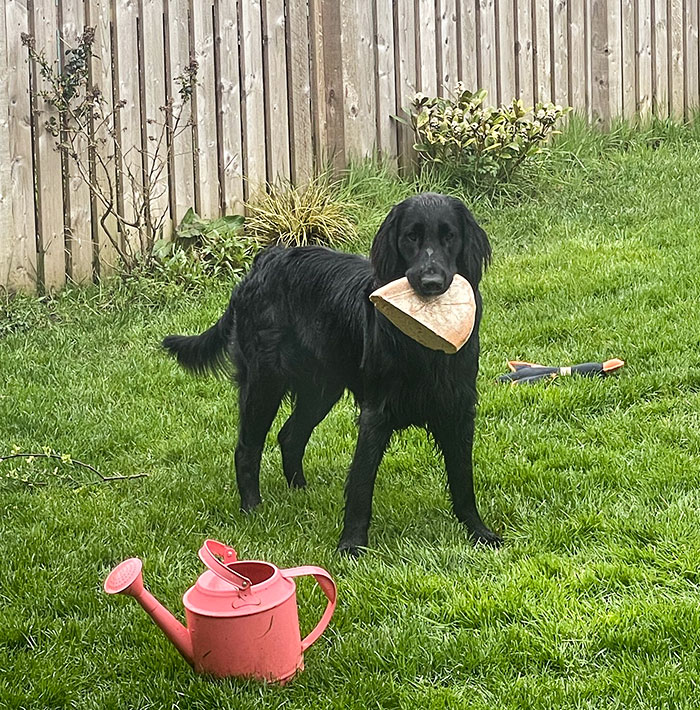 Big Dog Problems. This Monster Just Walked Into The Kitchen And Stole My Sourdough Of The Counter, And Now He's In The Garden, Refusing To Give It Up