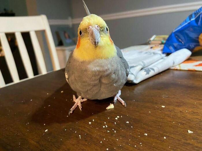 "No, I Didn’t Steal A Chip And Make A Mess"