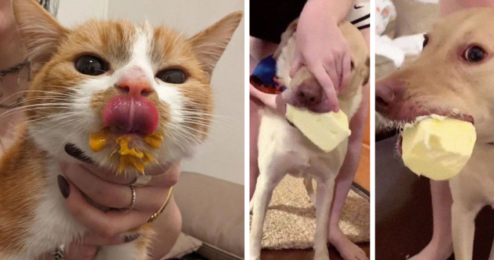 90 Funny Times Pets Couldn’t Resist Stealing A Bite (New Pics)