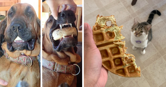 90 Outlandish Escapades Of Pets Who Somewhat Succeeded In Stealing Their Owner’s Food (New Pics)