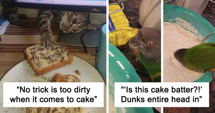 Pet Owners Are Sharing The Hilarious Times They Caught Their Furry Friends Stealing Food (New Pics)