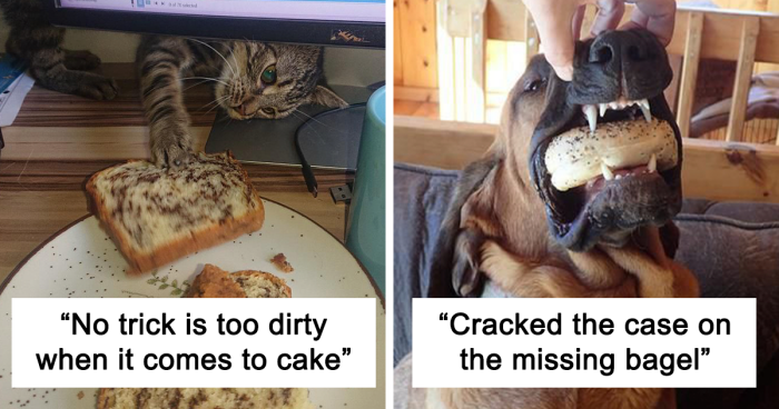 90 Hilarious Moments Of Pets Getting Busted Stealing Food (New Pics)