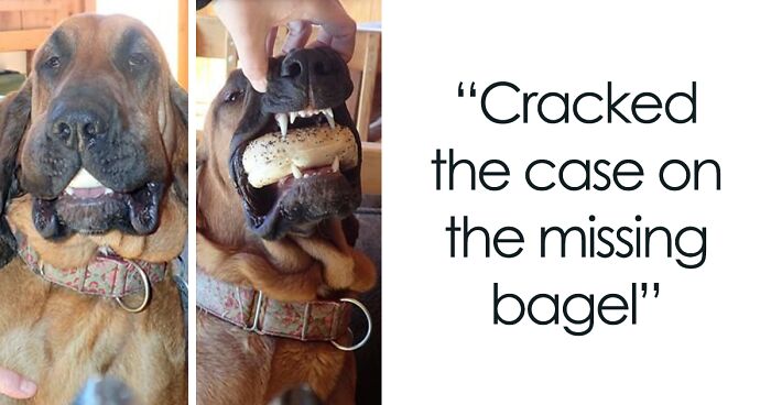 90 Times Pets Got Caught Snout-Deep In Our Snacks (New Pics)