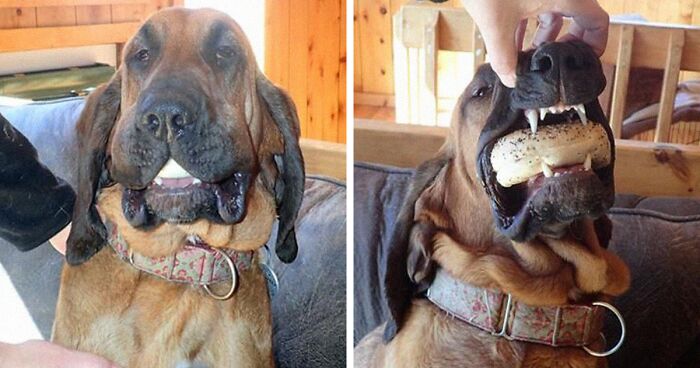 90 Times Pets Attempted The Criminal Career With Hilariously Failed Food Thefts (New Pics)