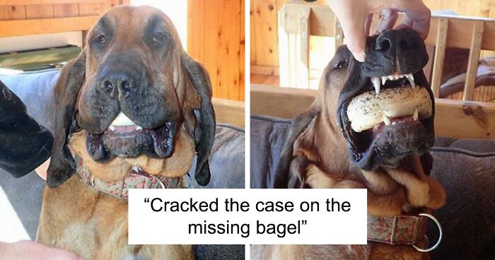 90 Pets That Tried Their Best To Get Away With Food Theft (New Pics)