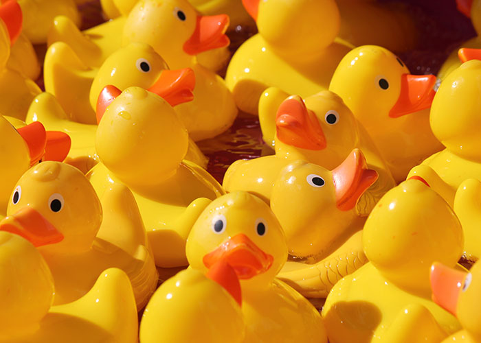 Guy Hides 200 Ducks In His Mom’s House To Get Back At Her For Junk, His “Revenge” Backfires