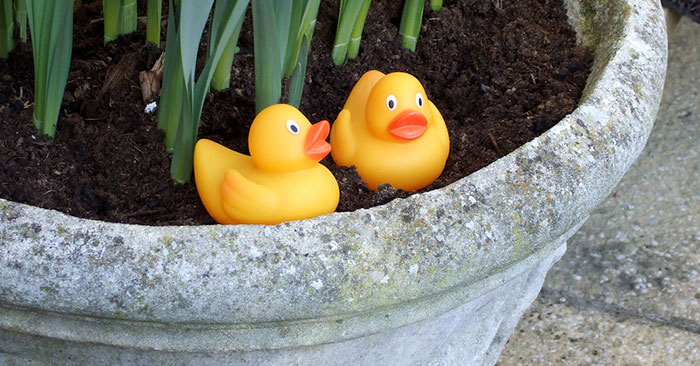 Guy Hides 200 Ducks In His Mom’s House To Get Back At Her For Junk, His “Revenge” Backfires