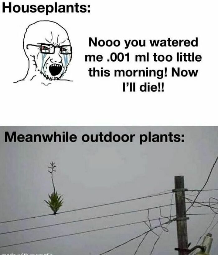 Outdoor Plants Are The Gigachad