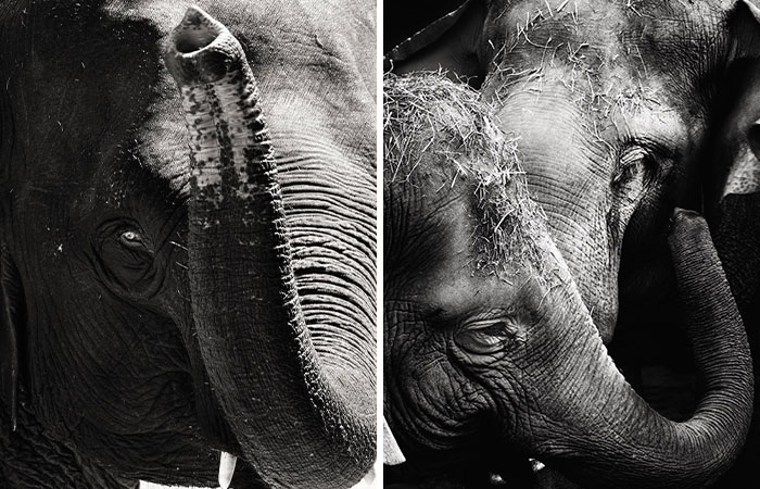 I Captured The Gentle Giants Of Sapporo Maruyama Zoo: Asian Elephants (15 Pics)