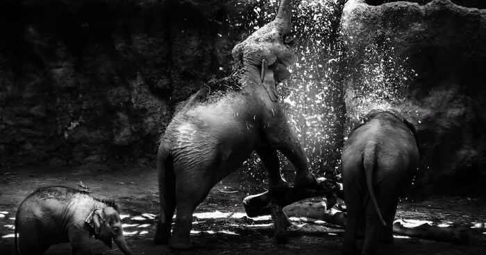 I Captured The Gentle Giants Of Sapporo Maruyama Zoo: Asian Elephants (15 Pics)