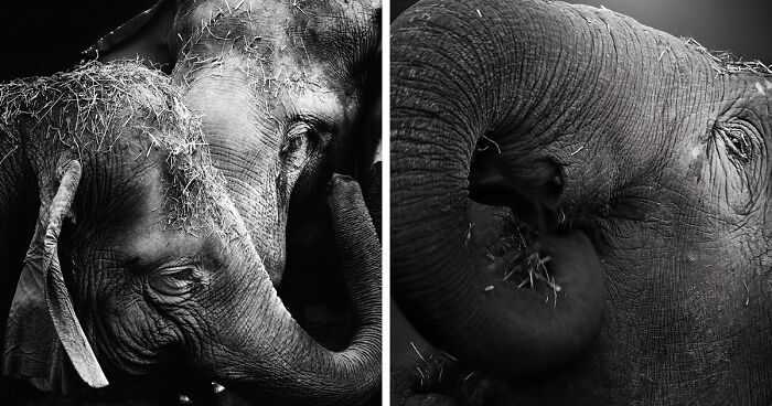 I Captured The Gentle Giants Of Sapporo Maruyama Zoo: Asian Elephants (15 Pics)