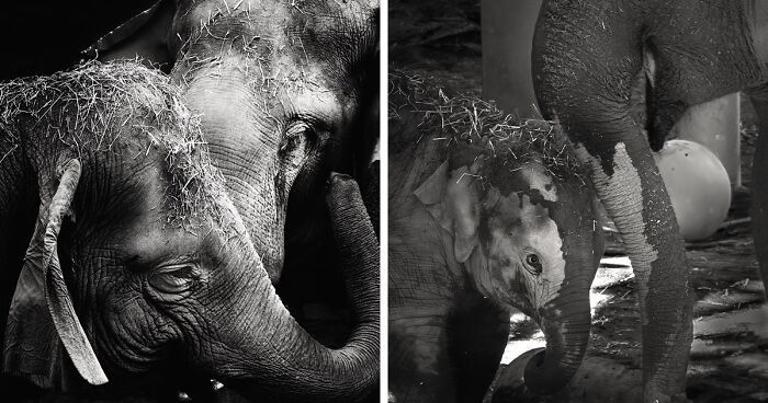 I Captured The Gentle Giants Of Sapporo Maruyama Zoo: Asian Elephants (15 Pics)