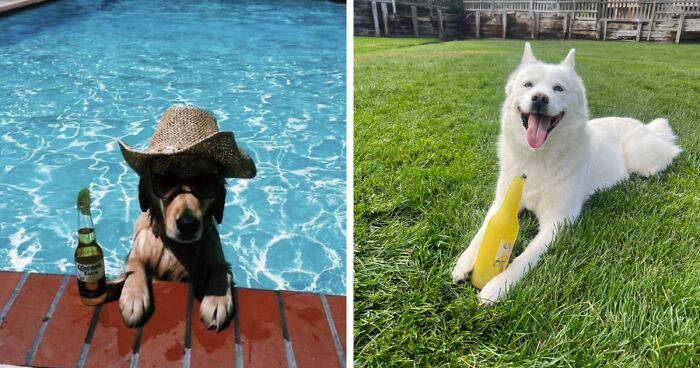 Summer Essentials For Your Furry Friend: 22 Products To Beat The Heat And Have Fun