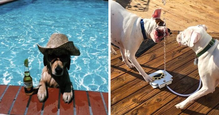 22 Fun And Easy Ways To Spoil Your Pet This Summer