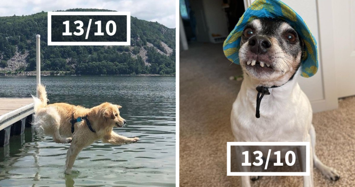 79 Dogs That Absolutely Nailed It And Got Star Ratings On This Dedicated X Page (New Pics)