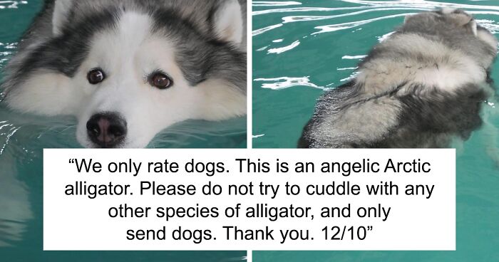 79 Times ‘We Rate Dogs’ Playfully Judged The Internet's Most Adorable Doggos (New Pics)