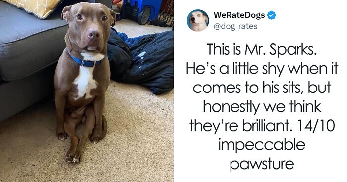 This X Page Is Rating People’s Dogs And Here Are 79 Hilariously Cute Pups (New Pics)