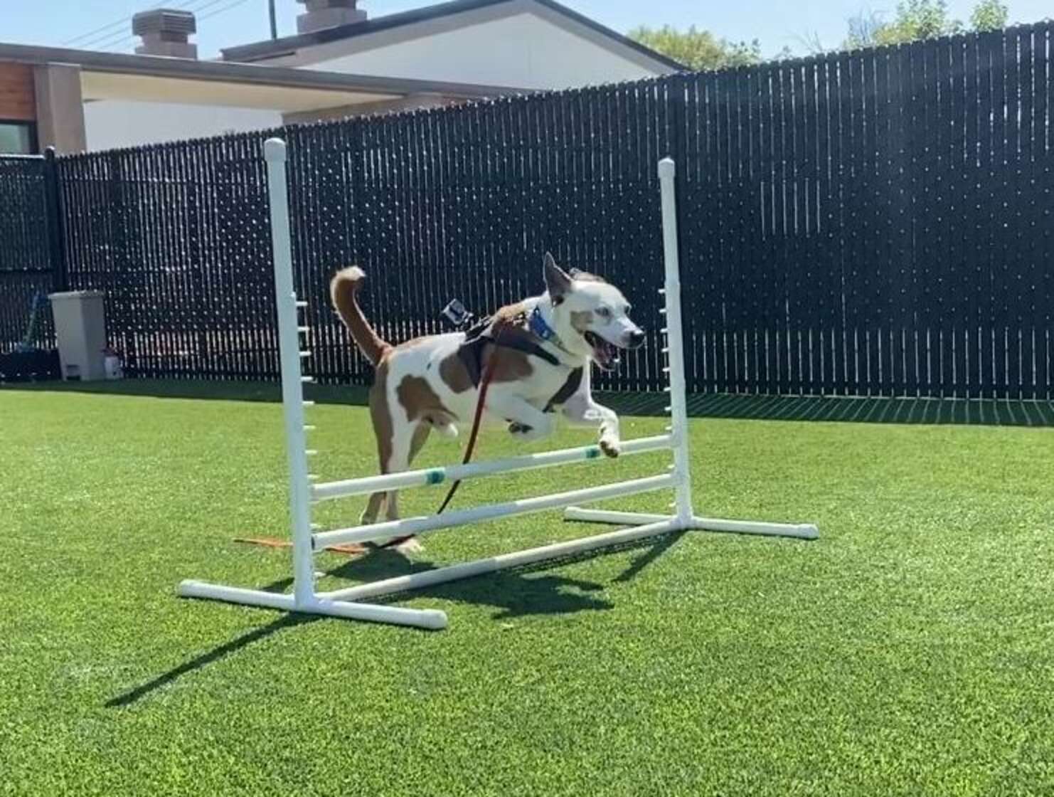 As The 2024 Summer Olympics Kicked Off In Paris, This Shelter Hosts Their Own OlymPETs