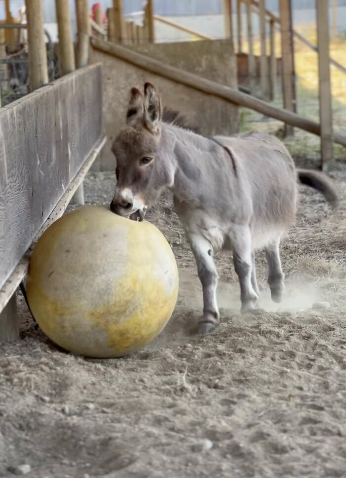 A Touching Story Of A Sad Donkey Whose Ball Popped, But People Made Sure He’ll Never Be Lonely Again