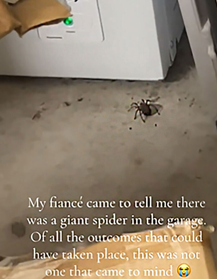 Woman Hits Massive Spider With Map—It Then Releases All Its Babies On Garage Floor