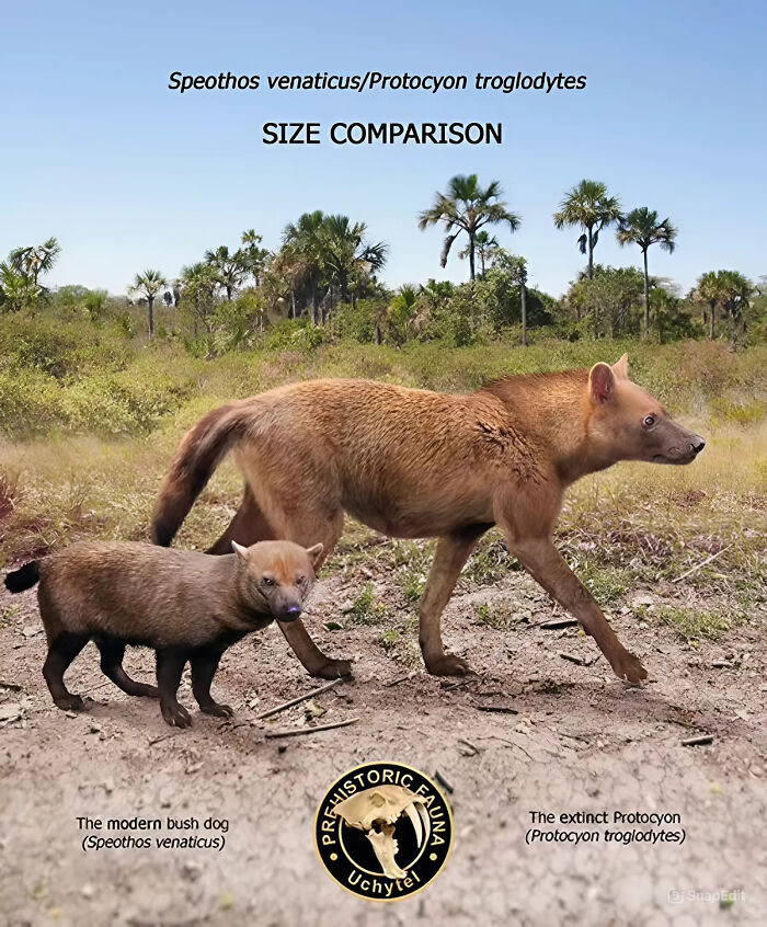 The Modern Bush Dog (Speothos Venaticus) And The Extinct Protocyon (Protocyon Troglodytes)