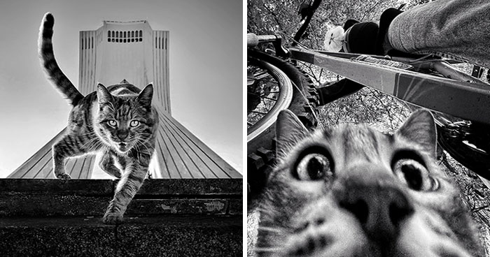 30 Photos Featuring Cat-Tastic Moments Captured By This Photographer