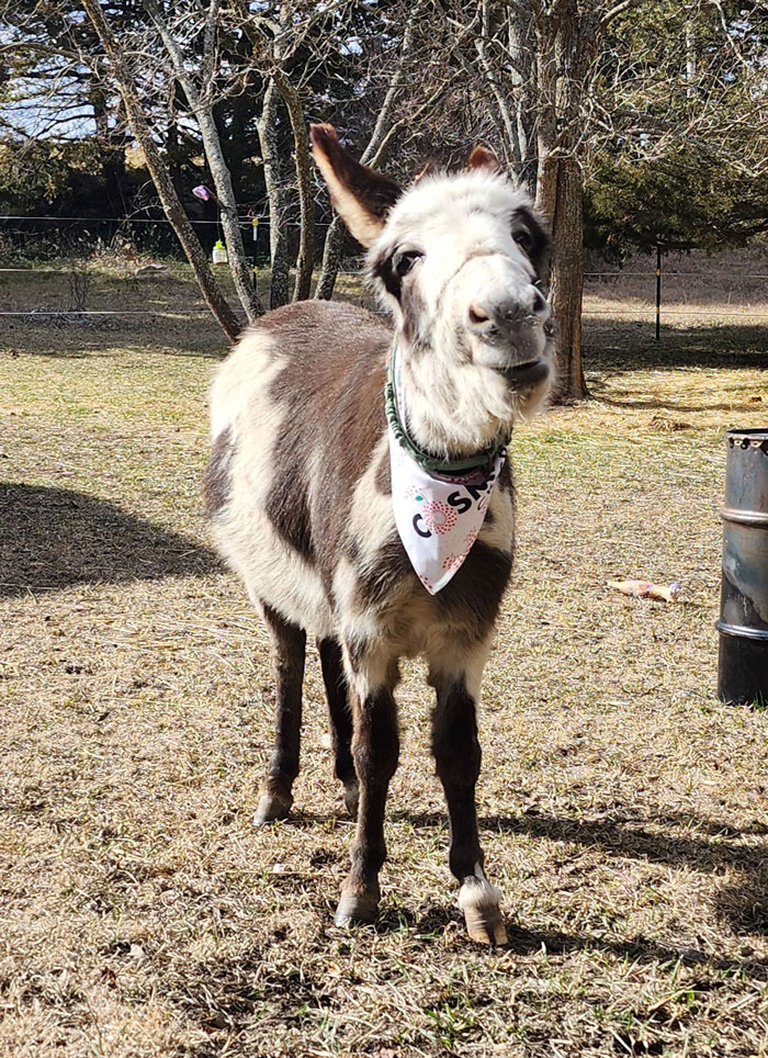 Fake HOA Irritated By Woman’s Topless Walks With A Donkey, Try To Make It Illegal And Take Her Pet