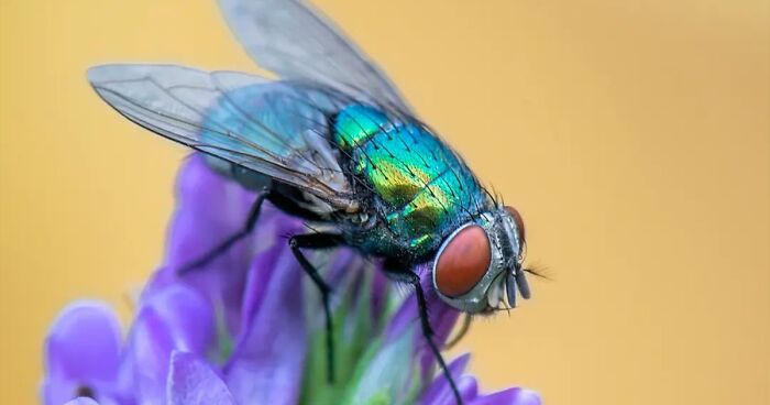 35 Macro Photos Showcasing The Beauty Of Small, Often Unnoticed Aspects Of Nature