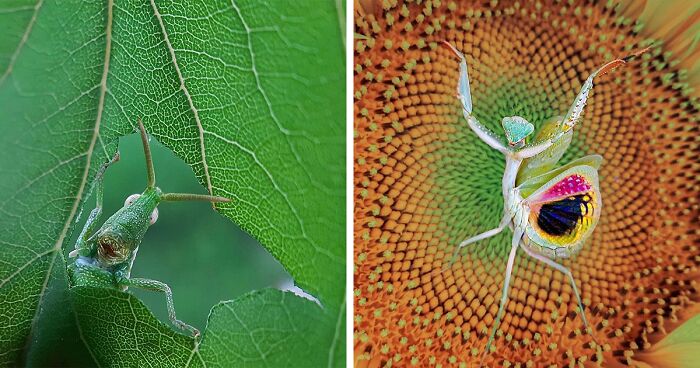 This Photographer Reveals The Fascinating World Of Insects With These 35 Macro Photos