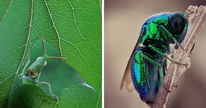 35 Macro Photos Offering A Glimpse Into The Magical World Of Insects By Zohre Janati