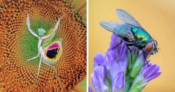 35 Astonishing Macro Shots Taken By This Photographer From Iran