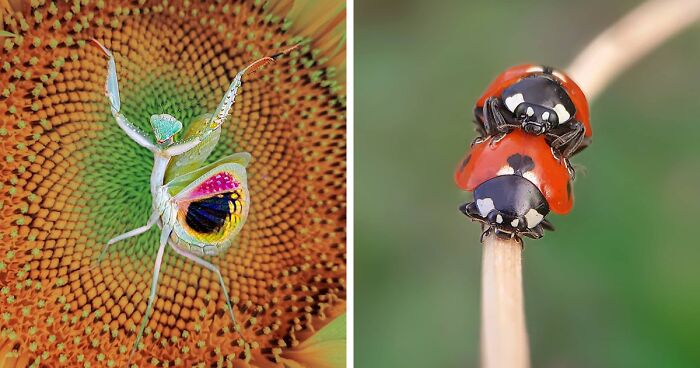 This Photographer Offers A Glimpse Into The World Of Insects Through Macro Photography (35 Pics)