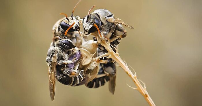 35 Extreme Macro Photos Taken By This Photographer To Show How Mesmerizing Nature Is