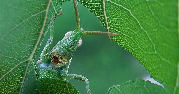 Photographer Takes Extreme Macro Photos To Show How Mesmerizing Nature Is (35 Pics)