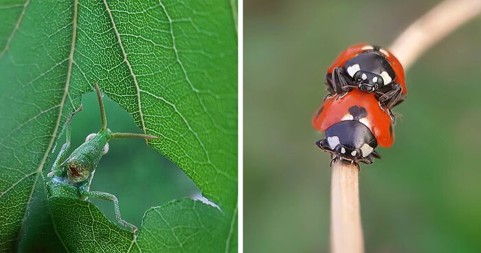 This Macro Enthusiast Captured 35 Photos Featuring Incredible Details Of Insects