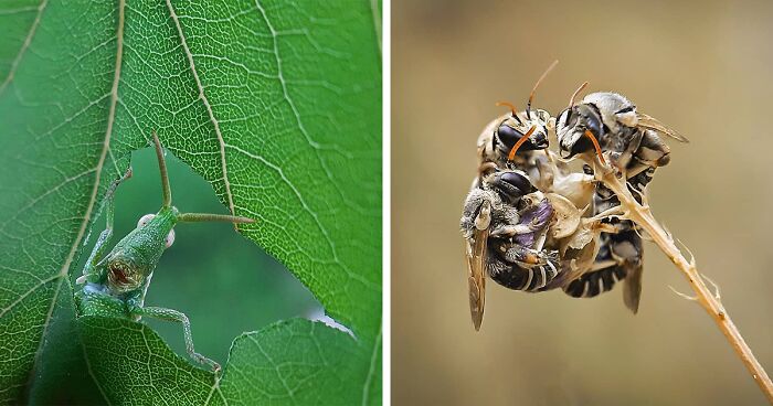 35 Astonishing Macro Shots Taken By This Photographer From Iran