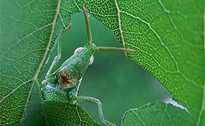 35 Astonishing Macro Shots Taken By This Photographer From Iran