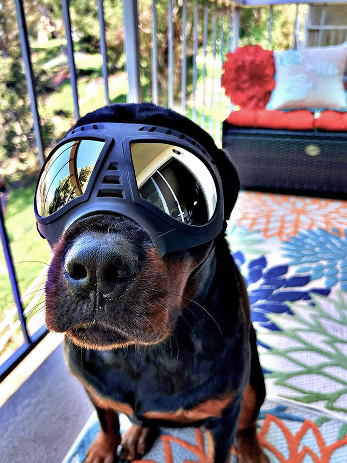 He Needed Sunglasses. My Neighbor's Dog Trying To Beat The Heat, And Sun. It's 91 Outside