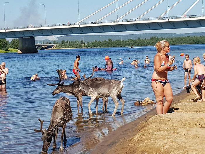 Un día muy caluroso hoy en el centro de Rovaniemi, en el norte de Finlandia (por la tarde el medidor marcaba +32°C). En la playa, la gente no era la única que necesitaba refrescarse.