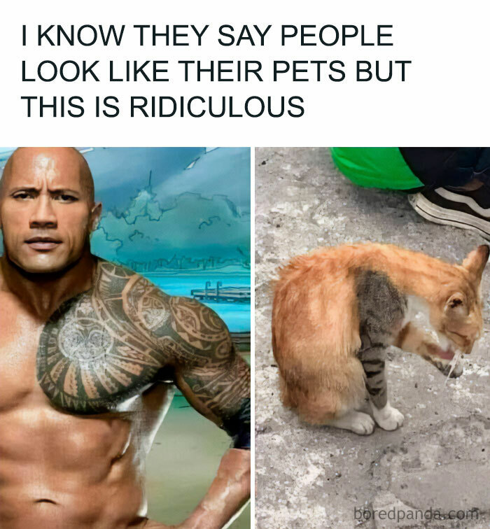 A The Rock meme showing a side-by-side comparison of Dwayne "The Rock" Johnson on the left and a cat on the right. The Rock is shirtless, showcasing his tattooed chest, while the cat has a strikingly similar pose, with fur patterns resembling The Rock's tattoos. The text above reads, "I KNOW THEY SAY PEOPLE LOOK LIKE THEIR PETS BUT THIS IS RIDICULOUS," humorously highlighting the uncanny resemblance between The Rock and the cat.