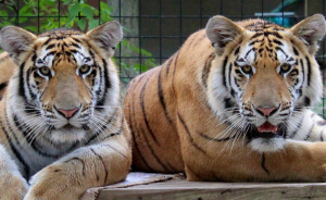 Tiger Nearly Eats Zoo Visitor After She Climbed Into Enclosure To Pet It, Police Now Involved