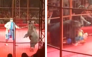 Hoverboard-Riding Circus Bear Attacks Handler On Stage In Front Of Horrified Crowd