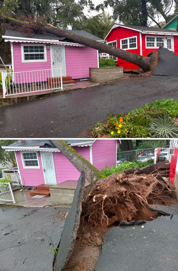 This Storm Uprooted A Tree, Then Blew It Over My Neighbor's House